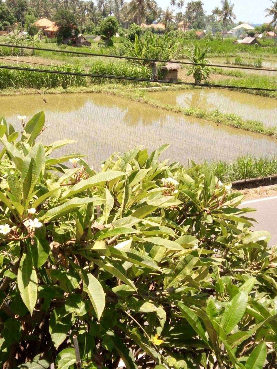 Mesari Homestay & Warung Amed Eksteriør bilde